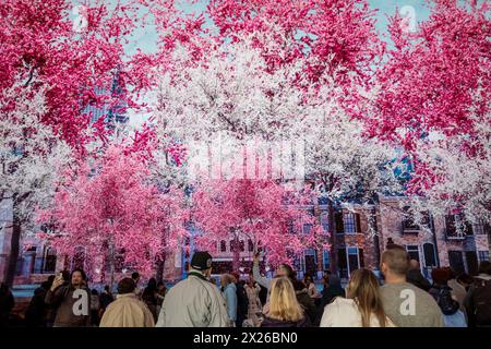 Londres, Royaume-Uni. 20 avril 2024. Le public regarde des écrans numériques présentant des scènes de printemps et de floraison à Outernet Tottenham court Road. Credit : Stephen Chung / Alamy Live News Banque D'Images