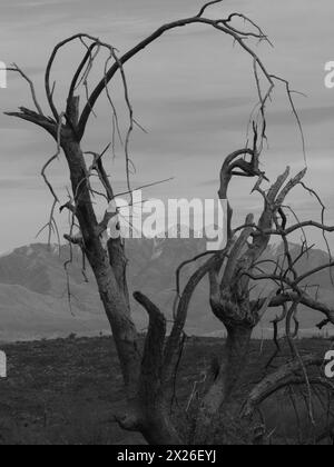 Four Peaks Mountain situé à l'est de Phoenix Arizona avec un arbre séché apparemment mort au premier plan. Banque D'Images