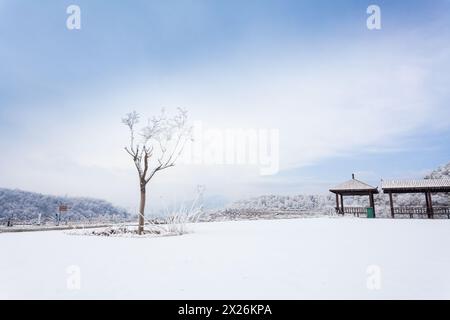 Un petit arbre couvert de rime Banque D'Images