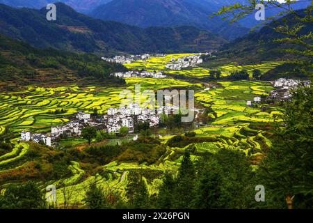 Beau paysage de fleurs de colza à Wuyuan, Jiangxi Banque D'Images