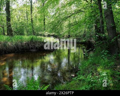 Ruisseau et plaine inondable du Dalke avec forêt d'aulnes au printemps, Guetersloh, Rhénanie du Nord-Westphalie, Allemagne Banque D'Images