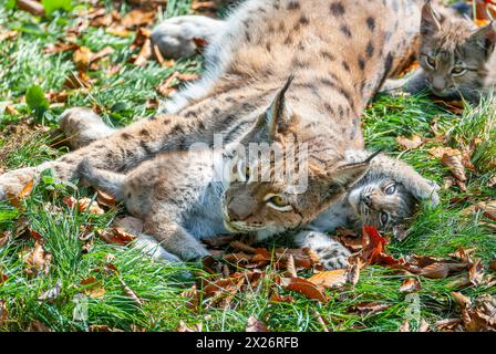 Lynx eurasien (Lynx lynx) femelle, mère et deux oursons couchés sur le sol, captifs, Allemagne Banque D'Images