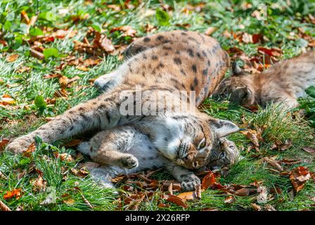 Lynx eurasien (Lynx lynx) femelle, mère et deux oursons couchés sur le sol, captifs, Allemagne Banque D'Images