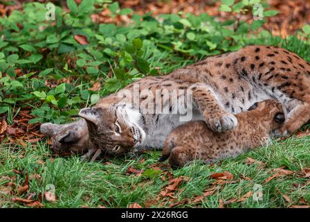 Lynx eurasien (Lynx lynx) femelle, mère et deux oursons couchés sur le sol, un jeune allaité, captif, Allemagne Banque D'Images