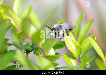 Abeille minière cendrée (Andrena cineraria), abeille de sable gris-noir sombre, assise sur une feuille dans une haie, Velbert, Rhénanie du Nord-Westphalie, Allemagne Banque D'Images