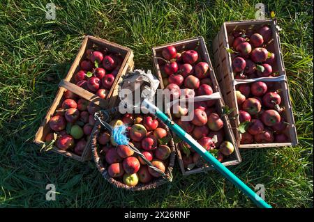 Pommes fraîchement cueillies de la variété Winterranbur dans des paniers avec cueilleurs de pommes dans l'herbe, moyenne Franconie, Bavière, Allemagne Banque D'Images