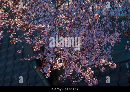 Floraison de prune à feuilles violettes (Prunus cerasifera nigra) contre la lumière, Bavière, Allemagne Banque D'Images