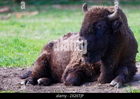 Wisent, bison d'Europe (Bos bonasus) aussi bison taureau, taureau, captif, Allemagne Banque D'Images