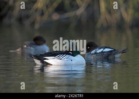 oeil d'or commun (Bucephala clangula), drake dans le plumage d'accouplement, femelle en arrière-plan, Oberhausen, région de la Ruhr, Rhénanie du Nord-Westphalie, Allemagne Banque D'Images