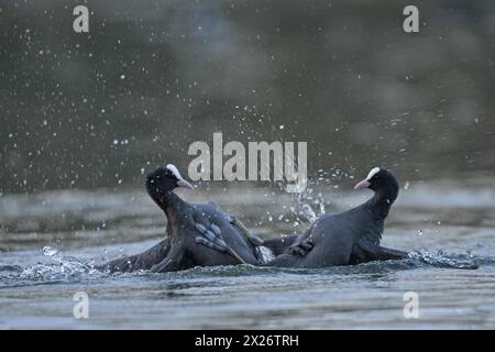 Eurasian Coot rail, Coot (Fulica atra), combattre les oiseaux adultes, rivaux, comportement territorial, Courtship, Oberhausen, région de la Ruhr, Nord Banque D'Images