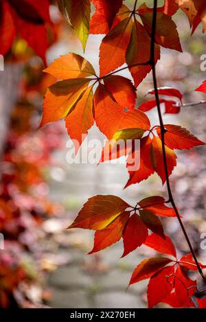 Feuilles rouges et jaunes d'un rampant de Virginie Parthenocissus quinquefolia. Parthenocissus est un genre de plantes grimpantes vrilles de la famille des raisins, vit Banque D'Images