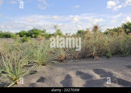 L'herbe épineuse, une vigne qui pousse à l'état sauvage dans la zone des bancs de sable de Parangkusumo Beach et fonctionne comme une barrière à l'abrasion. Banque D'Images