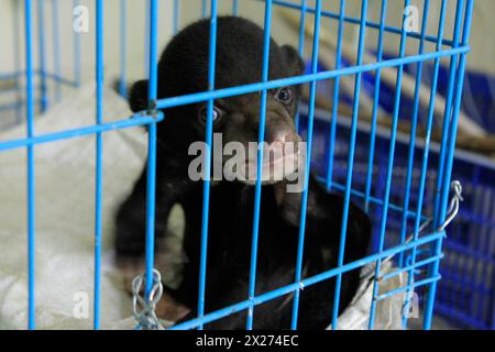 Un bébé ours solaire (Helarctos malayanus) dans une cage séparée de sa mère parce qu'elle était victime du commerce d'animaux menacé. Banque D'Images