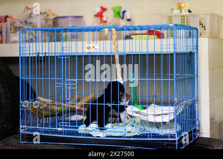 Un bébé ours solaire (Helarctos malayanus) dans une cage séparée de sa mère parce qu'elle était victime du commerce d'animaux menacé. Banque D'Images