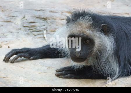 Portrait de la tête d'un singe colobus roi (Colobus polykomos) regardant directement dans la caméra Banque D'Images