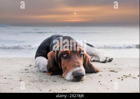 Basset Hound séjournant sur la plage en été Banque D'Images