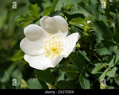 Rose multiflore, rose bébé, rose à fleurs multiples, Büschel-Rose, rosier multiflore, Rosa multiflora, sokvirágú rózsa, Hongrie, Magyarország, Europe Banque D'Images