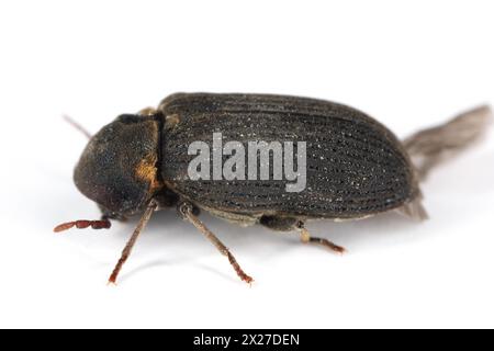 Coléoptère commun des meubles, foret des meubles, ver des bois (Hadrobregmus pertinax, Anobium pertinax). Banque D'Images