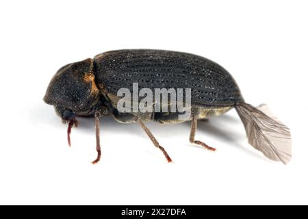 Coléoptère commun des meubles, foret des meubles, ver des bois (Hadrobregmus pertinax, Anobium pertinax). Banque D'Images