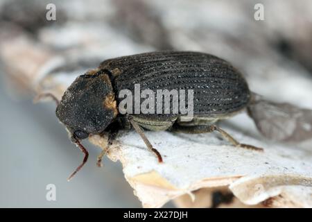 Coléoptère commun des meubles, foret des meubles, ver des bois (Hadrobregmus pertinax, Anobium pertinax). Banque D'Images