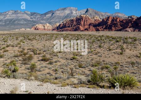 Red Rock Canyon, Nevada. Calico Hills (roche rouge, Grès aztèque), avec Gray Rock poussée Keystone en arrière-plan. Banque D'Images