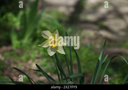 Une vue d'un jonquille de printemps blanc-jaune ou narcisse avec un coeur orange vif en fleur, Sofia, Bulgarie Banque D'Images