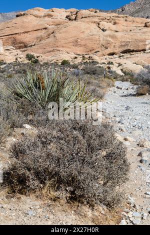 Red Rock Canyon, Nevada. La végétation le long de sentiers Réservoirs Calico. Au milieu. Yucca Mojave Banque D'Images