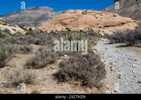 Red Rock Canyon, Nevada. La végétation le long de sentiers Réservoirs Calico. Au milieu. Yucca Mojave Banque D'Images