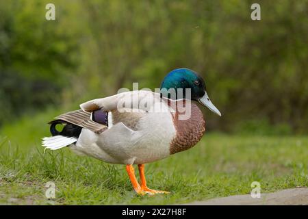 Gros plan d'un canard colvert mâle sin gle Banque D'Images