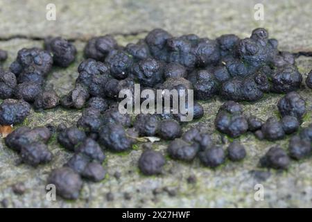 Gros plan sur les champignons du bois de hêtre noir , Hypoxylon fragiforme sur une bûche tombée Banque D'Images