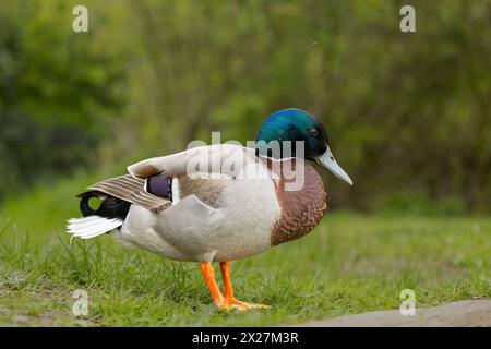 Gros plan d'un canard colvert mâle sin gle Banque D'Images