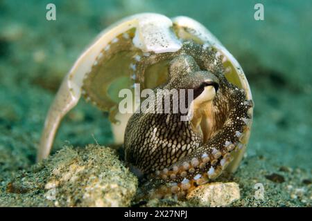 Pieuvre de noix de coco (Amphioctopus marginatus, alias pieuvre veinée) abritant sous une coquille brisée. Ambon, Indonésie Banque D'Images