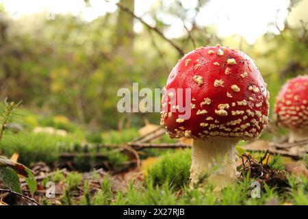 un beau petit champignon agarique à la mouche rouge avec un chapeau rond avec des points blancs en gros plan dans une forêt verdoyante en automne Banque D'Images