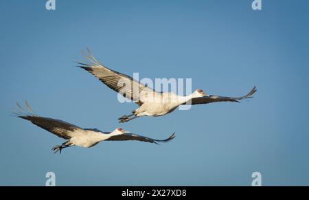 Sandhill Cranes, Bosque del Apache National Wildlife refuge, Nouveau-Mexique. Banque D'Images