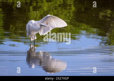 Grande aigrette prélavant dans un étang de zone humide près de San Blas, Nayarit, Mexique. Banque D'Images