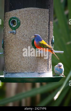 Une banderole peinte dans une mangeoire à oiseaux à Felts Audubon Preserve à Palmetto, Floride, États-Unis. Avec une guirlande indigo de mue. Banque D'Images