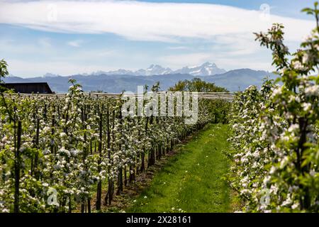 Blühende Apfelbäume BEI Lindau am Bodensee. // 14.04 2024 : Lindau, Bayern, Deutschland, Europa *** pommiers en fleurs près de Lindau sur le lac de Constance 14 04 2024 Lindau, Bavière, Allemagne, Europe Banque D'Images