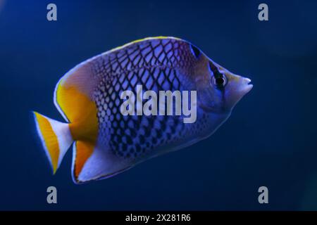 Papillons en échelle nacrée (Chaetodon xanthurus), également connu sous le nom de papillons à queue jaune, de papillons hachurés ou de papillons à chevrons Philippines Banque D'Images