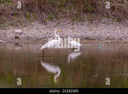 Grande aigrette Ardea alba et petite aigrette egretta garzetta à la recherche de poissons dans un petit étang Banque D'Images