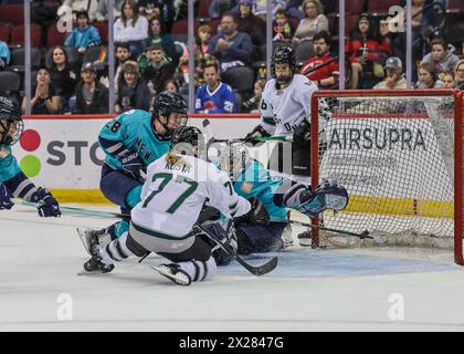 Newark, NJ, États-Unis. 20 avril 2024. L’attaquante de Boston Nicole Kosta (77) marque un but de deuxième période lors du match de la PWHL entre Boston et New York au Prudential Center de Newark, NJ Mike Langish/CSM/Alamy Live News Banque D'Images