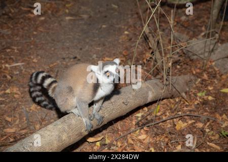 Lémurien à queue annulaire sur la faune insulaire de Madagascar, en habitat naturel. primate mignon et curieux avec de grands yeux. Célèbre lémurien Banque D'Images