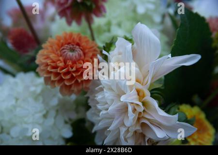 Assortiment de fleurs coupées Banque D'Images