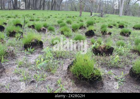 De nombreux amas de graines dropseed de prairie vertes à Miami Woods à Morton Grove, Illinois Banque D'Images