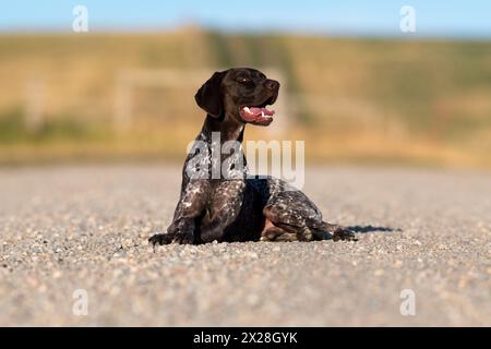 Allemand poil court pointer ( GSP ) foie roan & pelage ticked. Posant pour des portraits sur une route dérobée dans le sud des prairies de l'Alberta. Banque D'Images