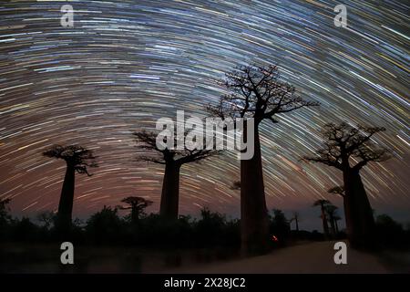 Étoiles sur Baobab (Adansonia sp.) Arbres, Madagascar, photographie longue exposition Banque D'Images