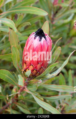 Fleur fermée de protea pinita (Magnifica x Lonfifolia) Banque D'Images