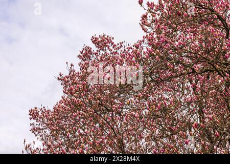 Vue rapprochée d'un magnolia au début du printemps avec de belles fleurs rose-rouge sur fond de ciel nuageux. ÉTATS-UNIS. Banque D'Images