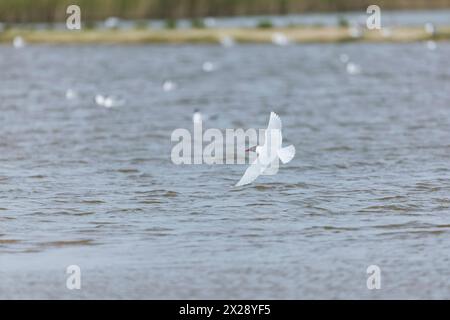 Goéland méditerranéen Larus melanocephalus, plumage reproducteur adulte volant, réserve Minsmere RSPB, Suffolk, Angleterre, avril Banque D'Images