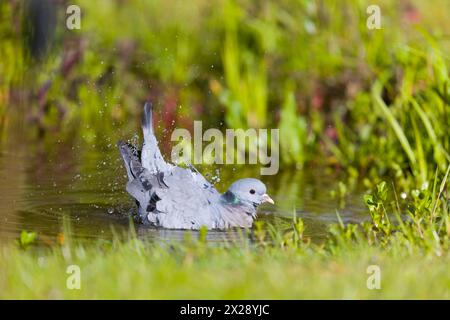 Colombe Columba oenas, bain adulte, Suffolk, Angleterre, avril Banque D'Images