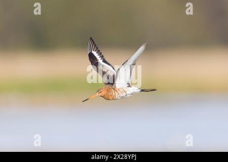 Godwit à queue noire Limosa limosa, vol adulte de plumage d'été, réserve Minsmere RSPB, Suffolk, Angleterre, avril Banque D'Images